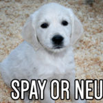 Is It Good to Spay or Neuter a Dog or Puppy?