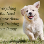 Tips and Tricks for Potty Training a Puppy