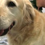 How to keep your Golden Retriever's coat tangle free