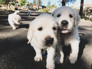 puppies on a walk