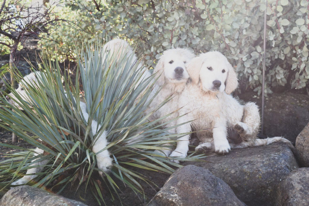 English Golden Retriever Puppies sitting on a rock