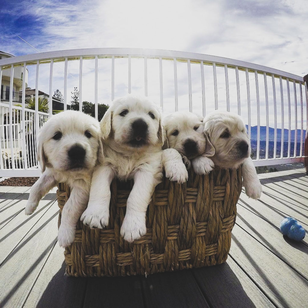 hill haven kennel puppies in a basket
